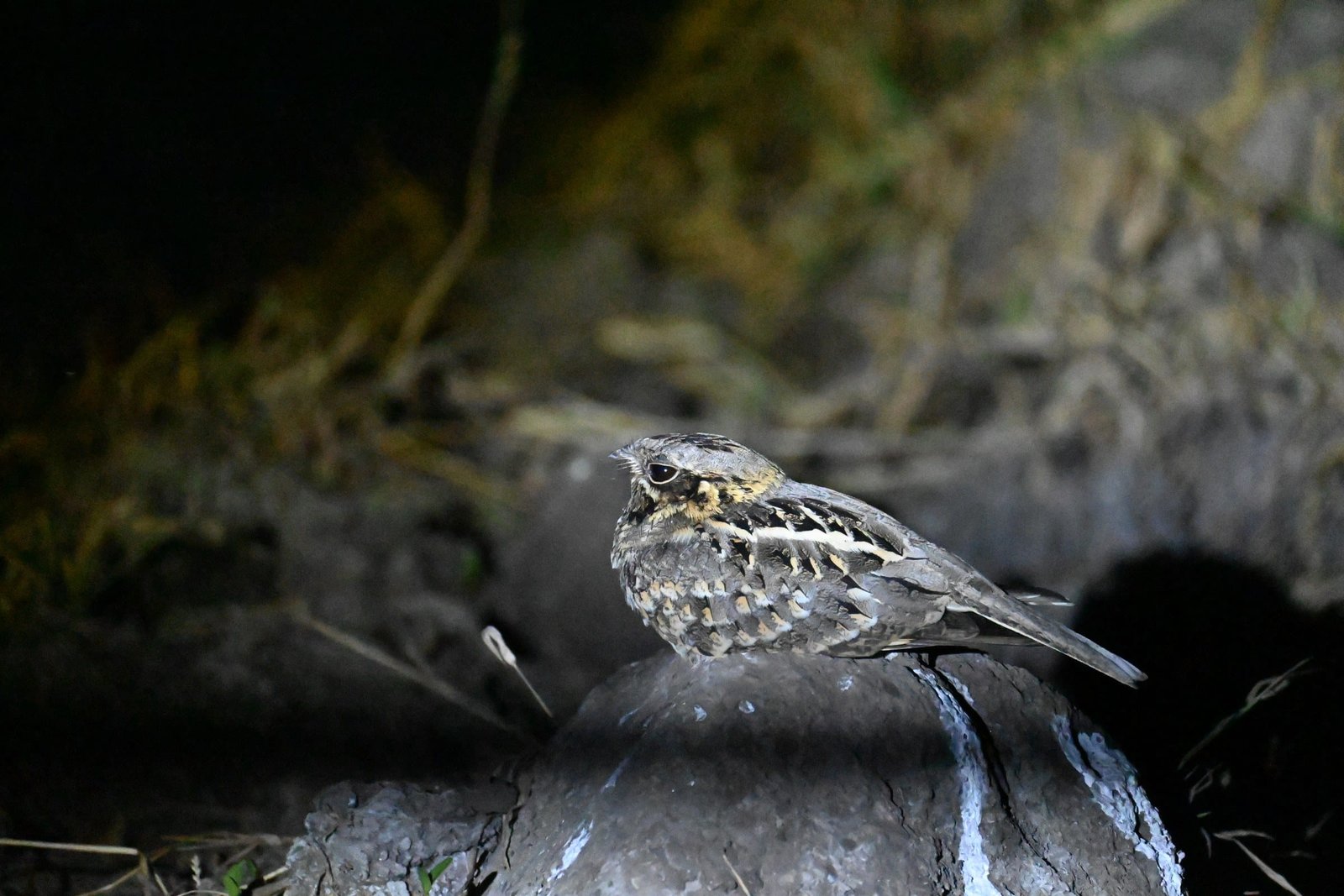 Indian Nightjar camouflaged on a rock during a night safari at Bhigwan