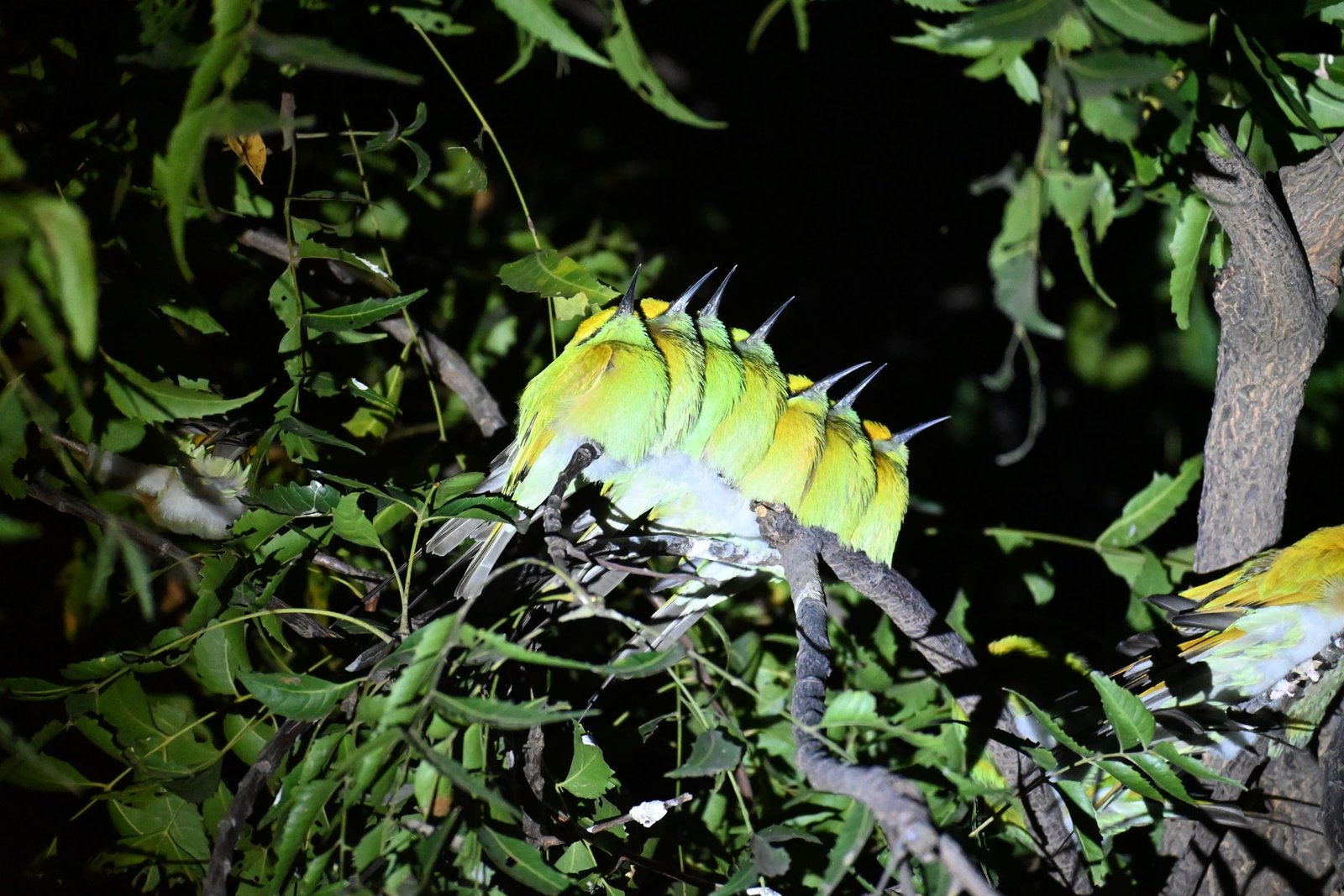 A row of Green Bee-eaters huddled together on a branch at night near Bhigwan