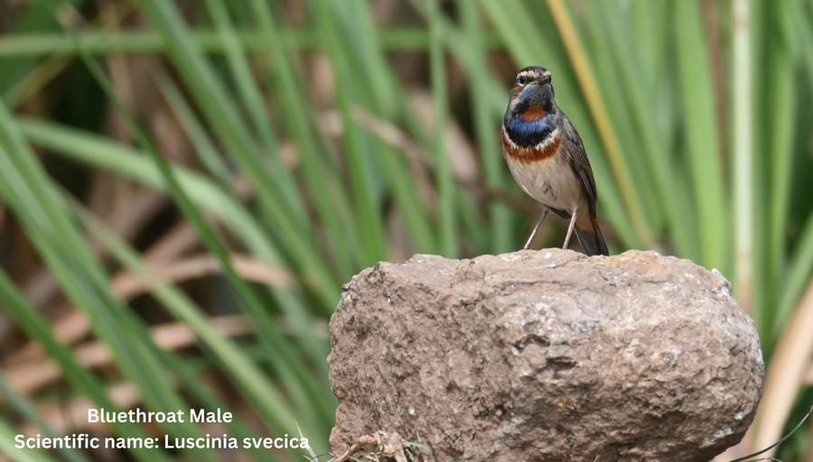 Birds of Bhigwan – 39 Species Photographed at Ujani Backwaters & Shirshul Grasslands — photo 4