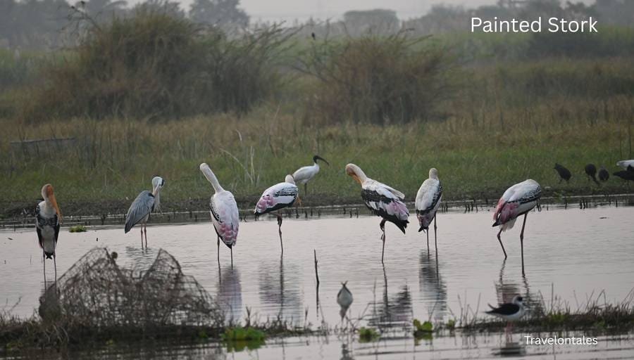 Painted Stork at Bhigwan