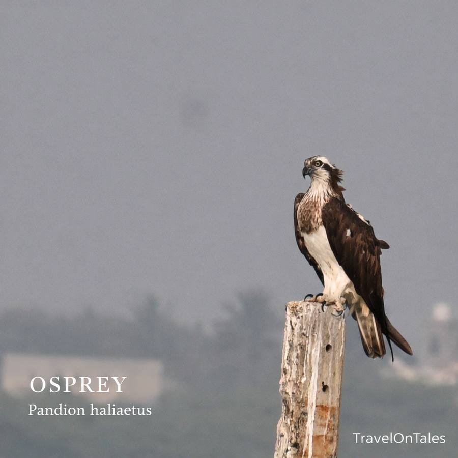 Osprey at Bhigwan