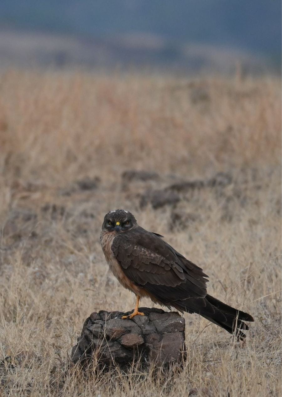 Western Marsh Harrier Female at Bhigwan