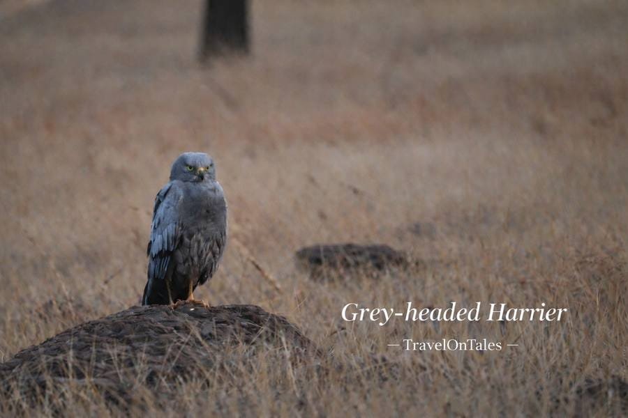 Harrier at Bhigwan; species identification to be confirmed