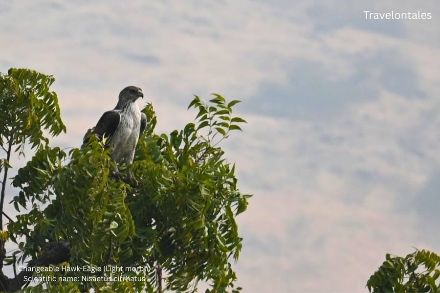Changeable Hawk-Eagle at Bhigwan