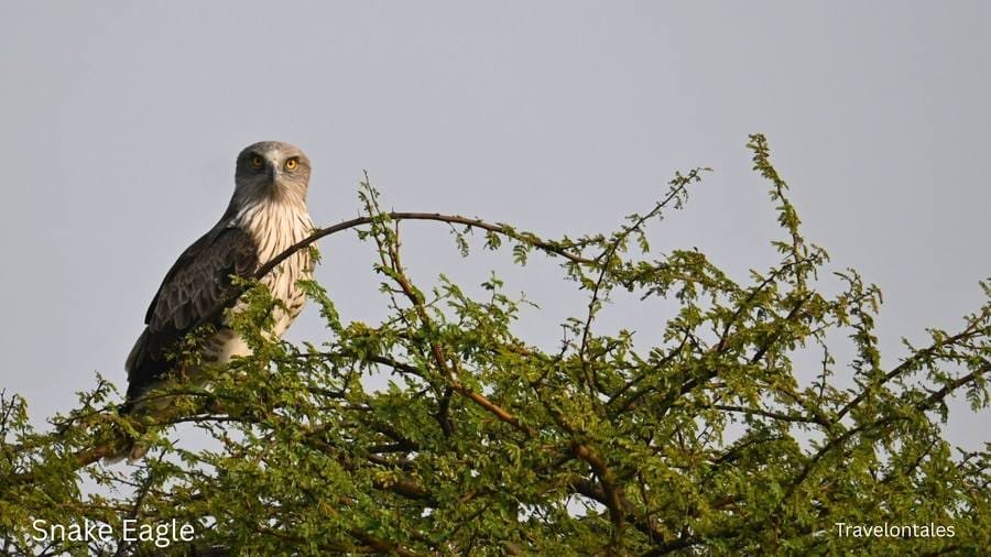 Short-toed Snake Eagle at Bhigwan