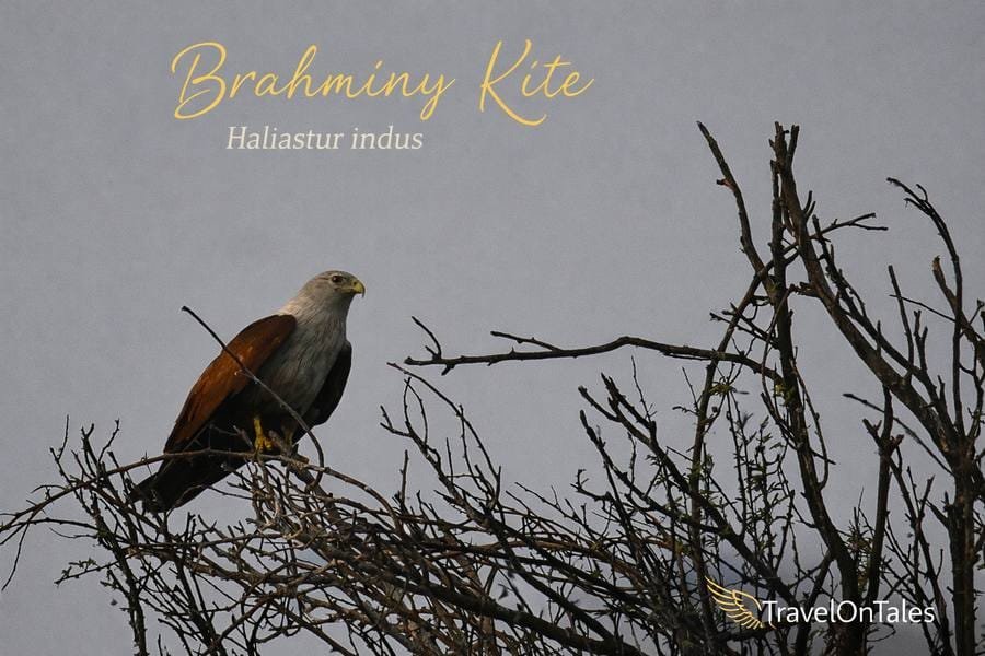 Brahminy Kite at Bhigwan