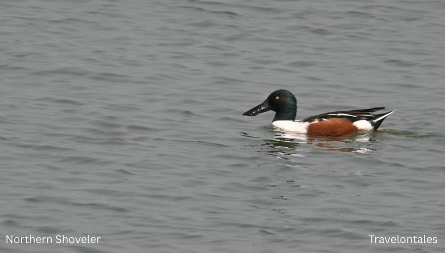 Northern Shoveler at Bhigwan