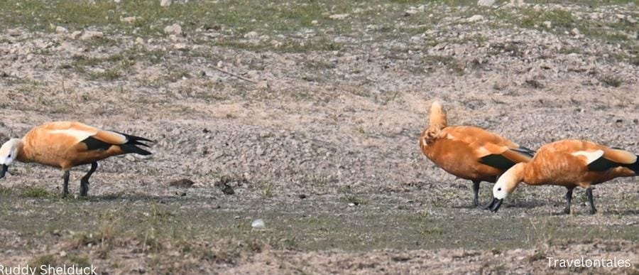 Ruddy Shelduck at Bhigwan