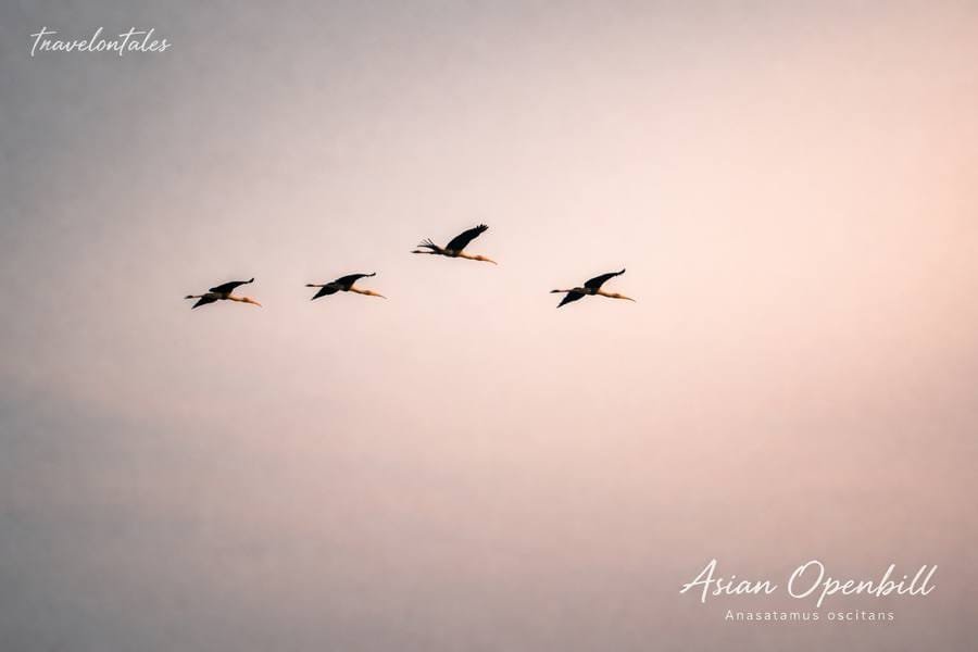 Asian Openbill Stork at Bhigwan
