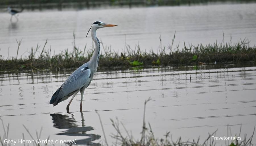 Grey Heron at Bhigwan