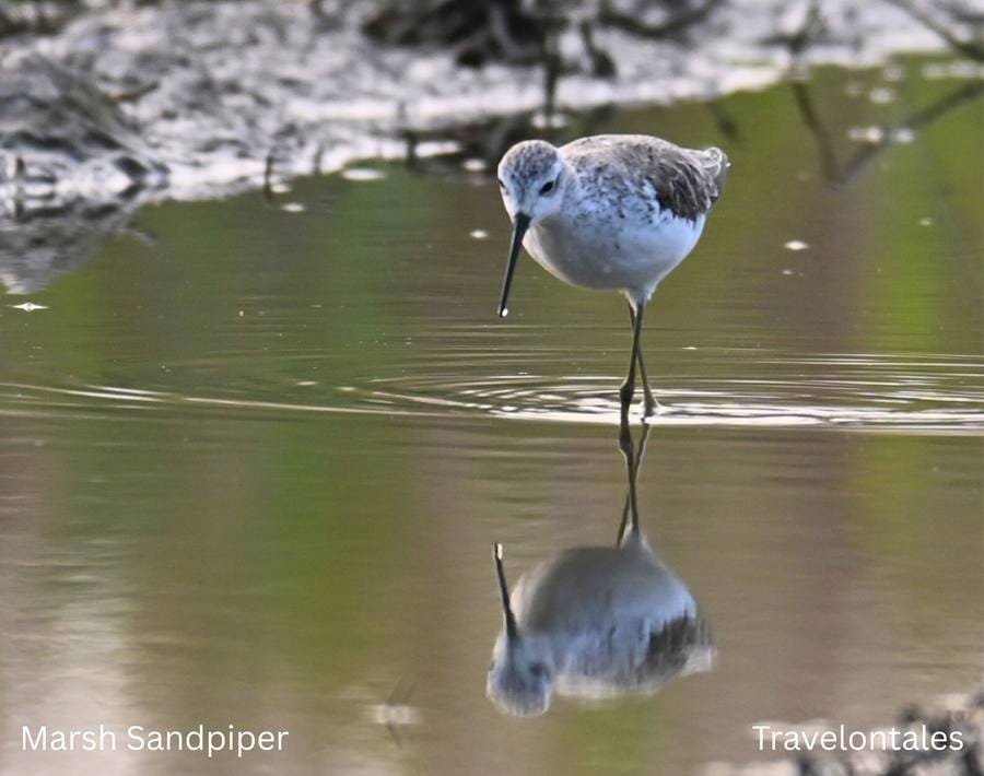 Marsh Sandpiper at Bhigwan