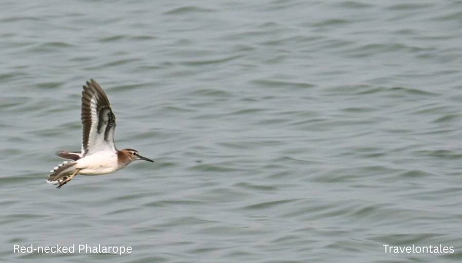 Red-necked Phalarope at Bhigwan