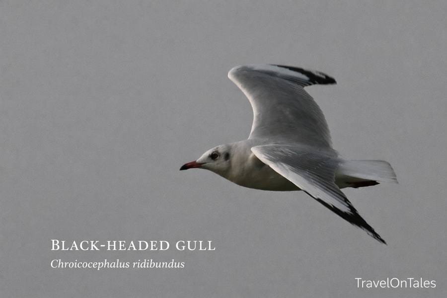 Black-headed Gull at Bhigwan