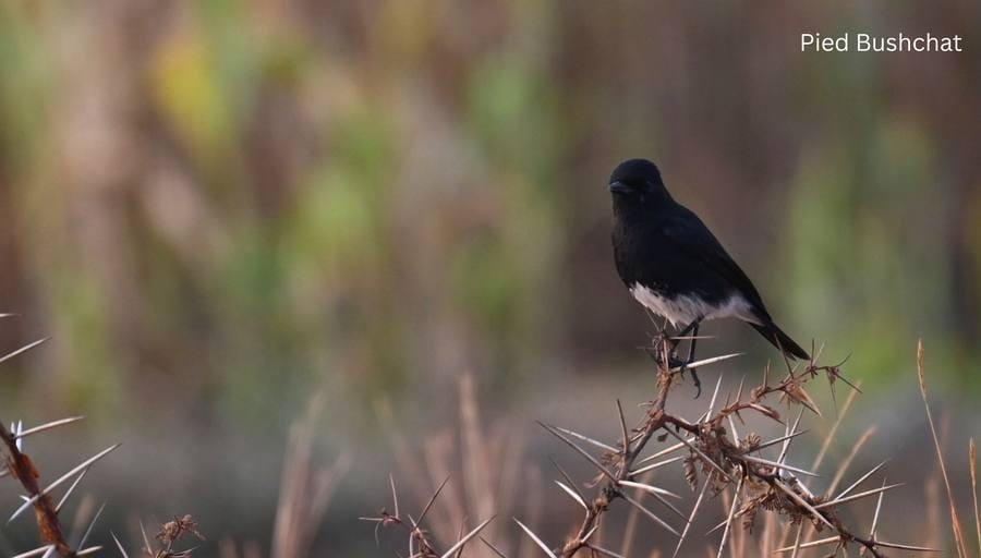 Pied Bush Chat (Perch) at Bhigwan