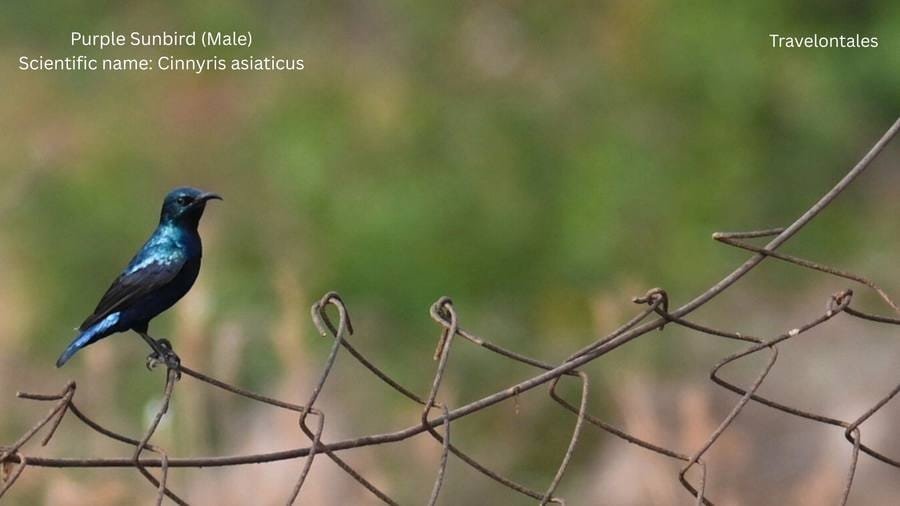 Purple Sunbird (Male) at Bhigwan
