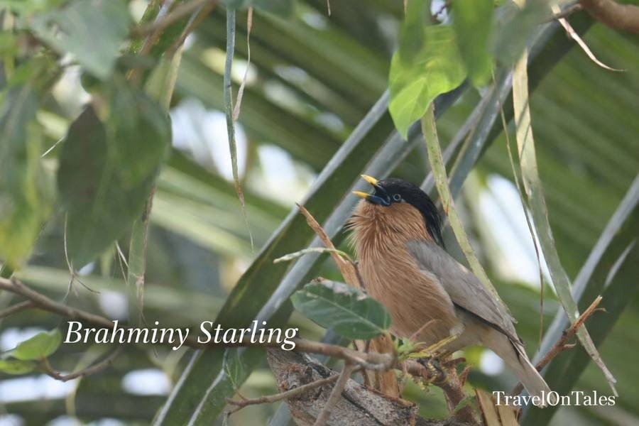 Brahminy Starling at Bhigwan