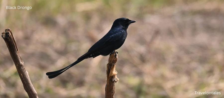 Black Drongo at Bhigwan