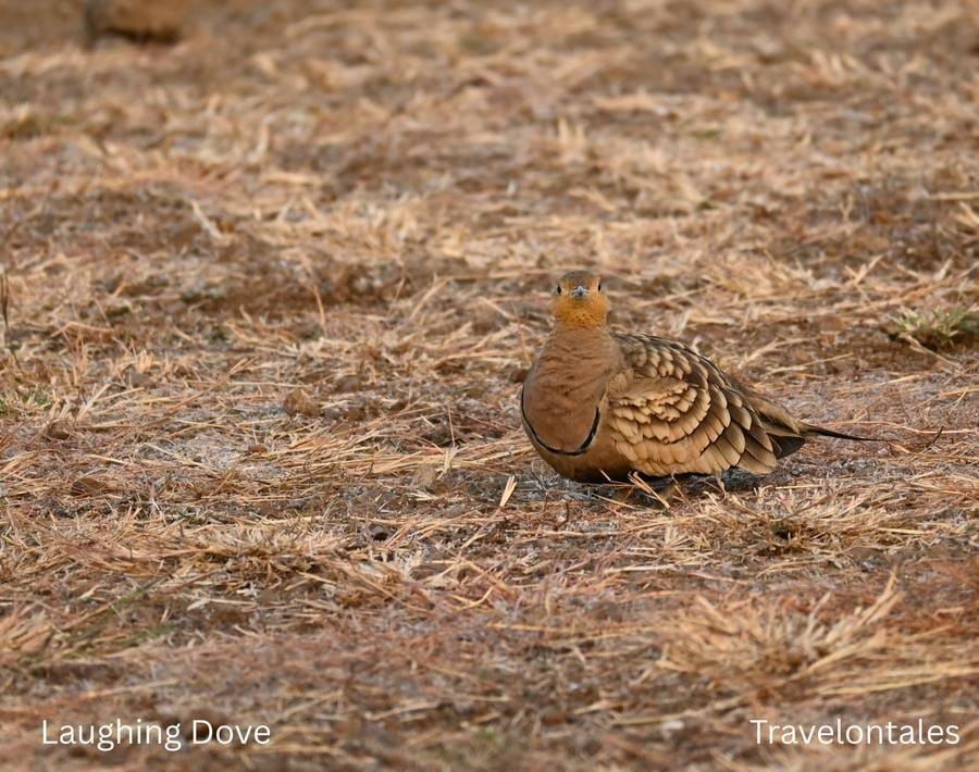Laughing Dove at Bhigwan