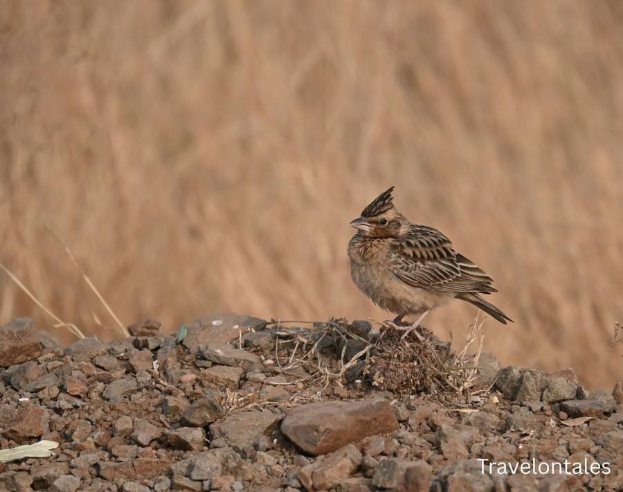 Crested Lark at Bhigwan
