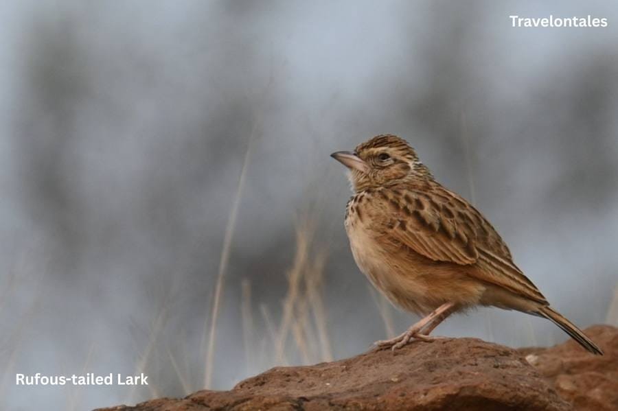 Rufous-tailed Lark at Bhigwan
