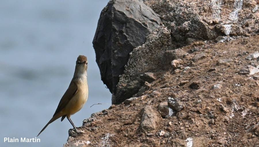 Plain Martin at Bhigwan