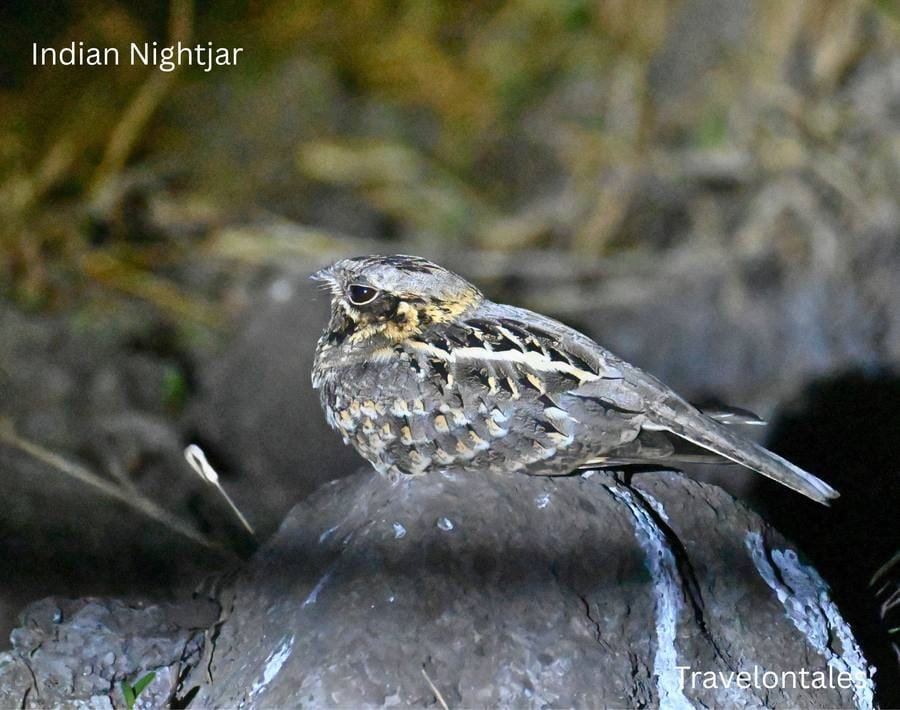 Indian Nightjar at Bhigwan