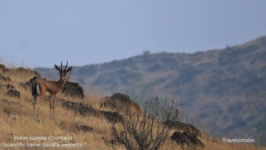 Indian Gazelle (Chinkara) at Bhigwan