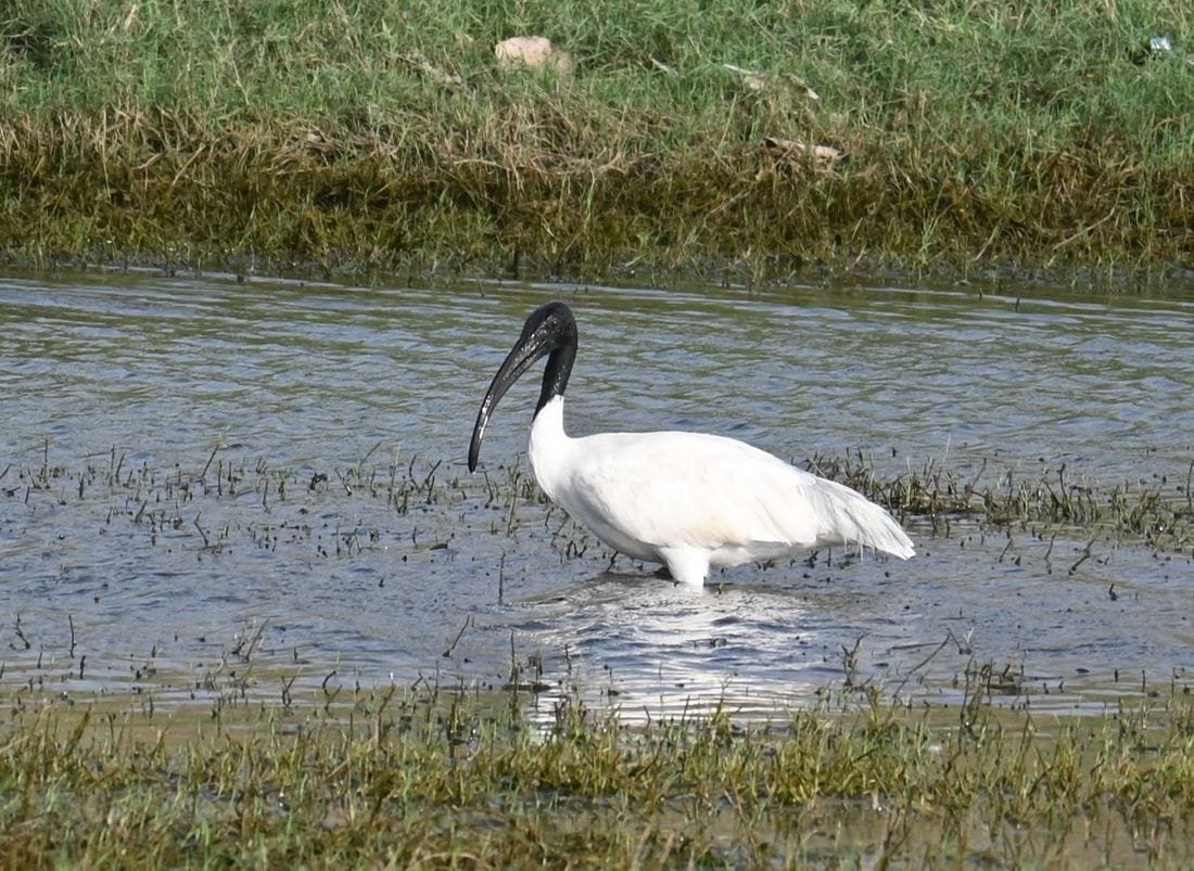 Black-headed ibis wading through shallow water at Jawai Bandh, probing the mud with its curved black bill