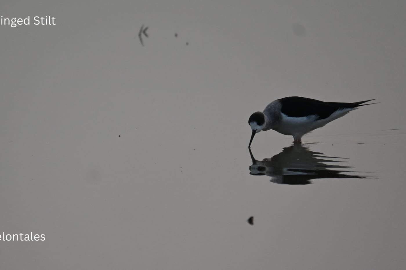 Black-winged Stilt (Himantopus himantopus) at Bhigwan reservoir, Maharashtra