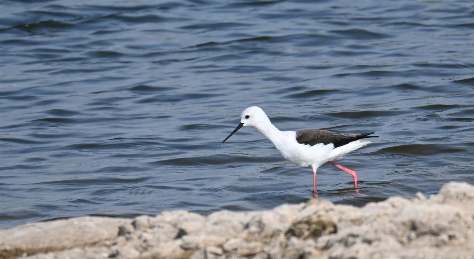 Black-winged Stilt wading in the shallows of the Ujani backwaters at Bhigwan