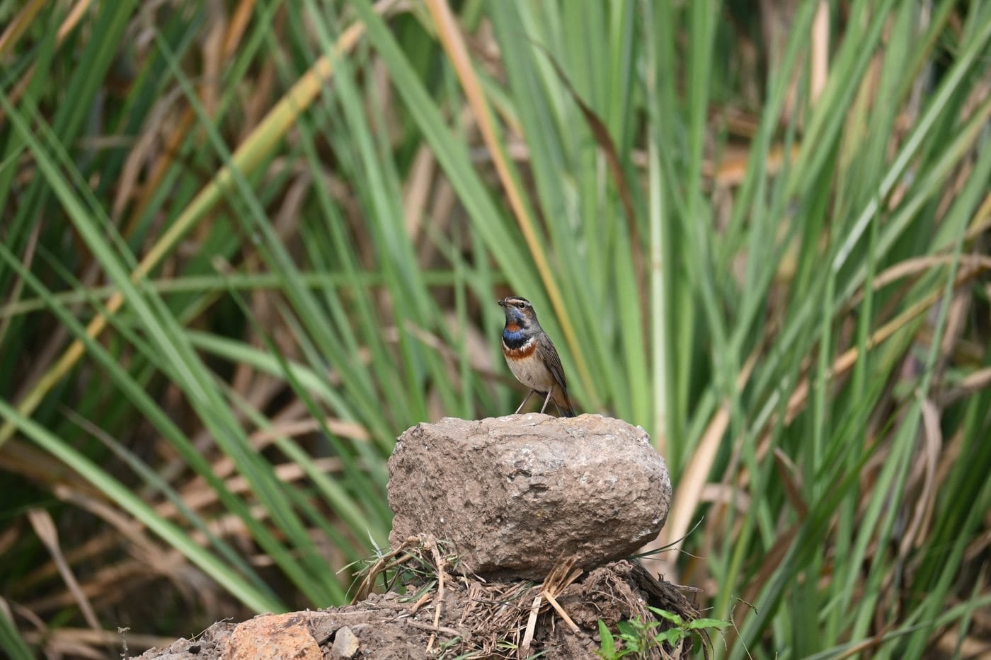 Male Bluethroat Luscinia svecica perched on rock at Ujani wetland margin Bhigwan Maharashtra