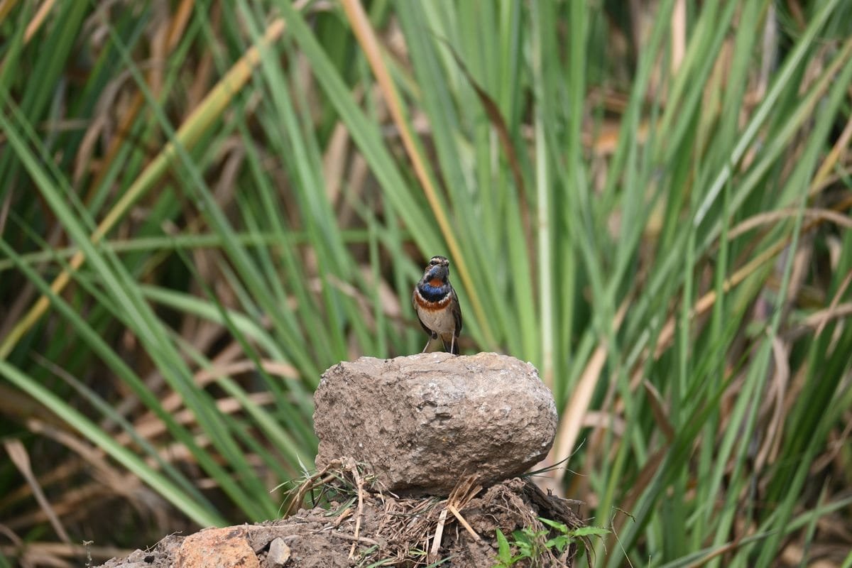 Bluethroat male on rock surrounded by reeds at Ujani Dam backwaters Bhigwan showing wetland habitat