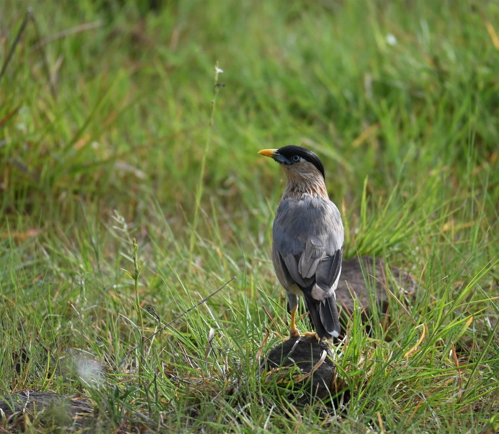 Brahminy Starling perched on a rock in tall wet grass at Bhigwan