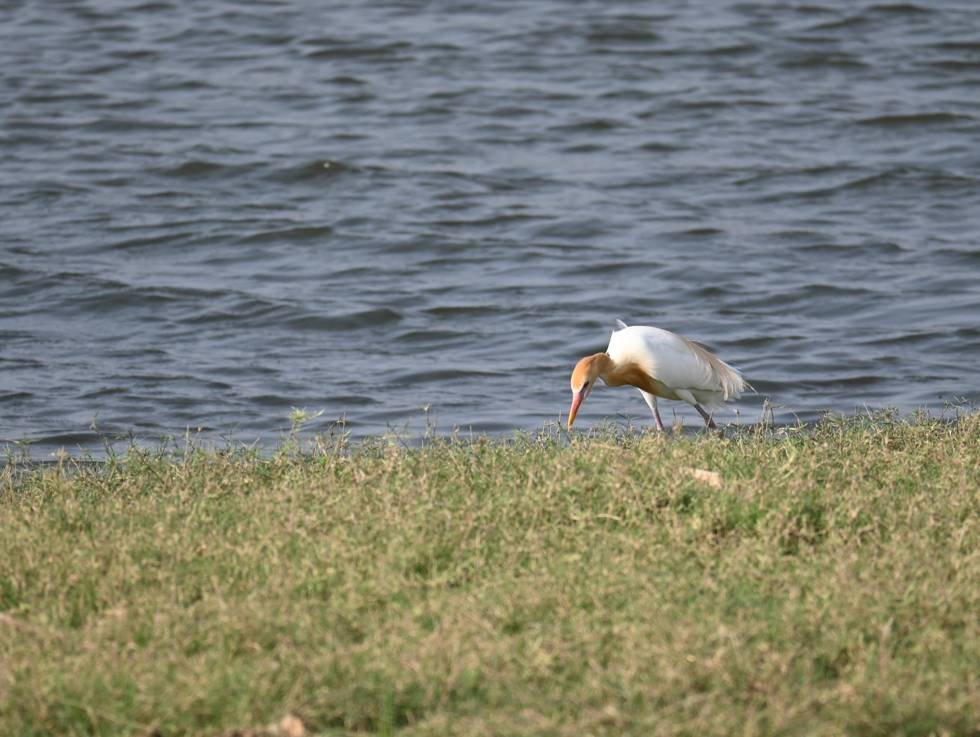 A cattle egret in buff breeding plumage feeding at the water edge at Jawai
