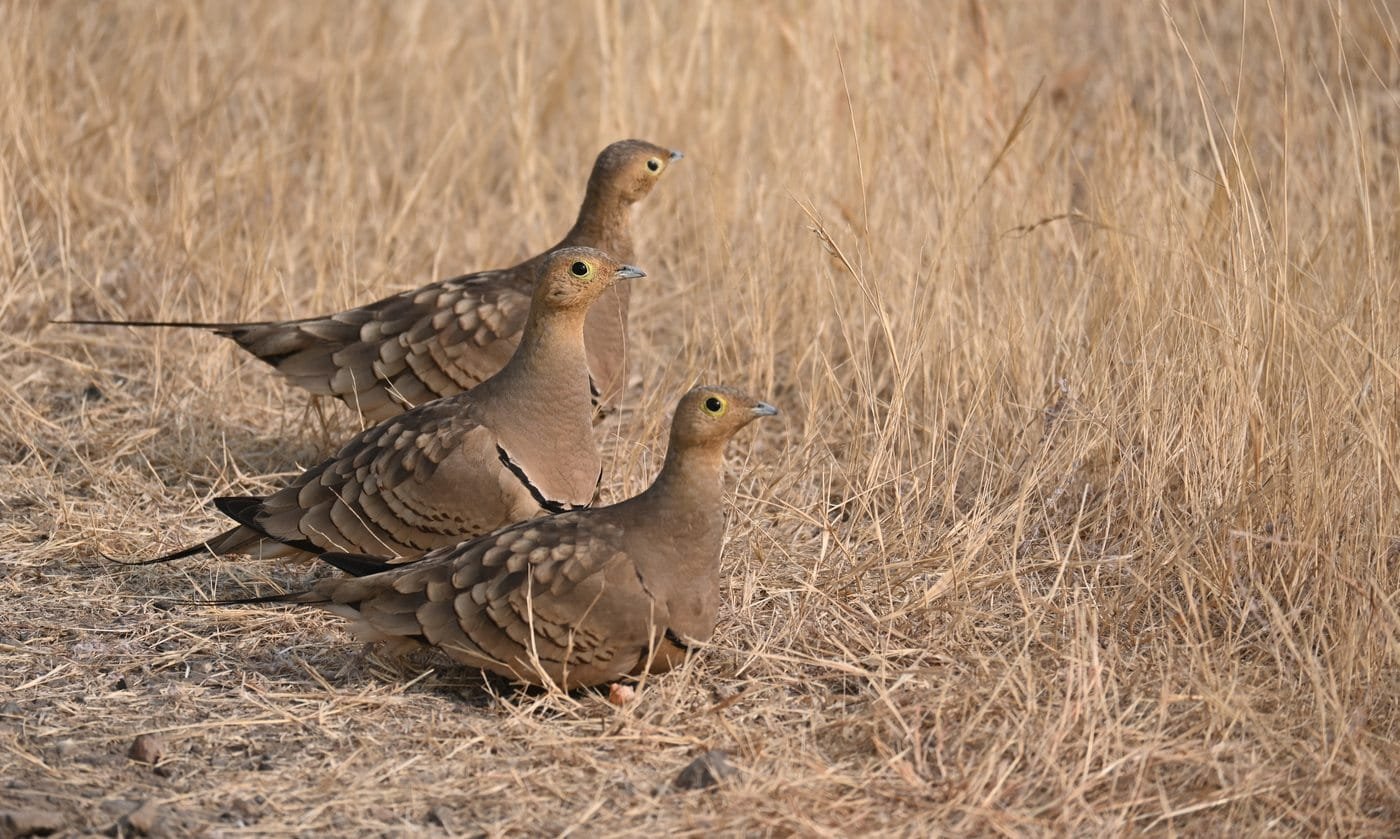 Three female Chestnut-bellied Sandgrouse resting in dry grass at Kadbanwadi Grasslands Bhigwan Maharashtra