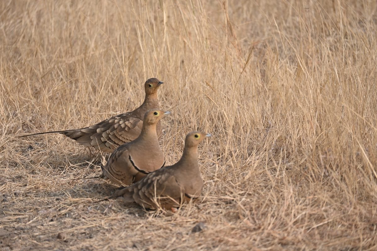 Three female Chestnut-bellied Sandgrouse resting at Kadbanwadi Bhigwan showing open grassland habitat