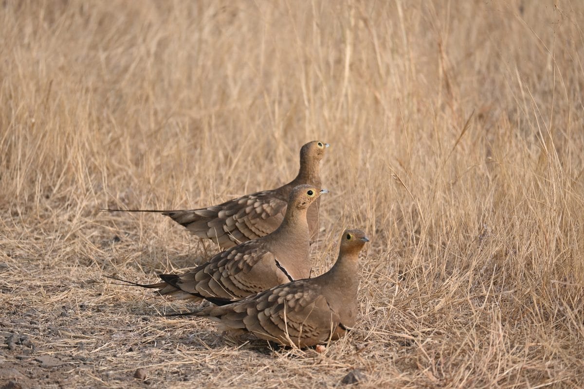 Chestnut-bellied Sandgrouse trio in alert stacked posture at Kadbanwadi Grasslands Bhigwan