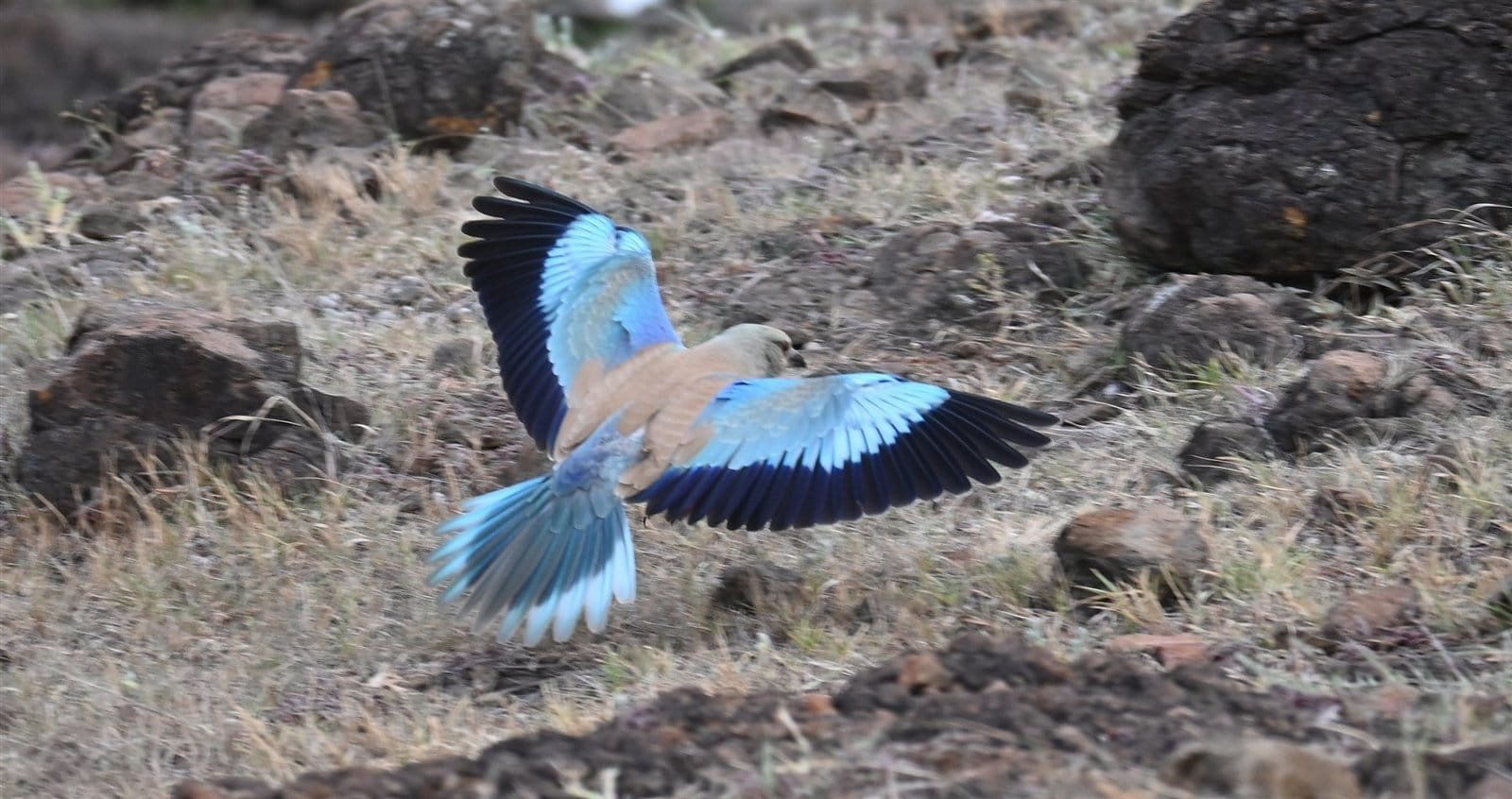 European Roller in flight over dry grassland at Bhigwan, showing pale blue wings with black tips