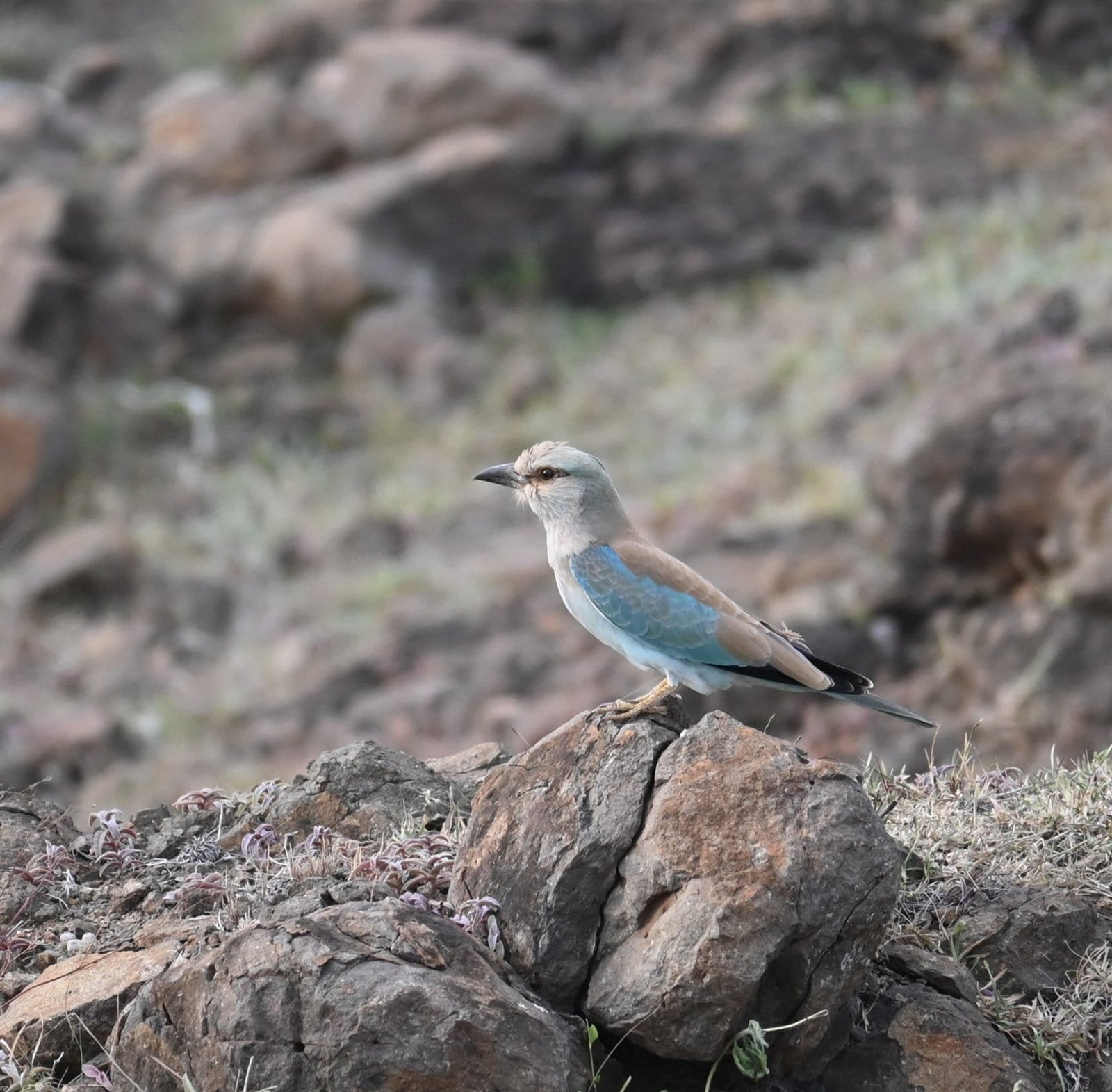 European Roller perched on a rock in dry stony grassland near Bhigwan