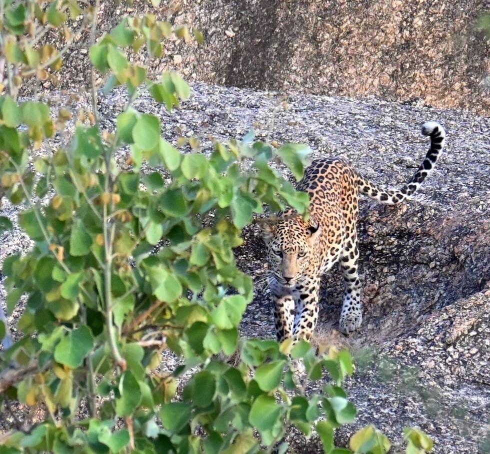 Indian leopard partly hidden behind green leaves on a granite hillside