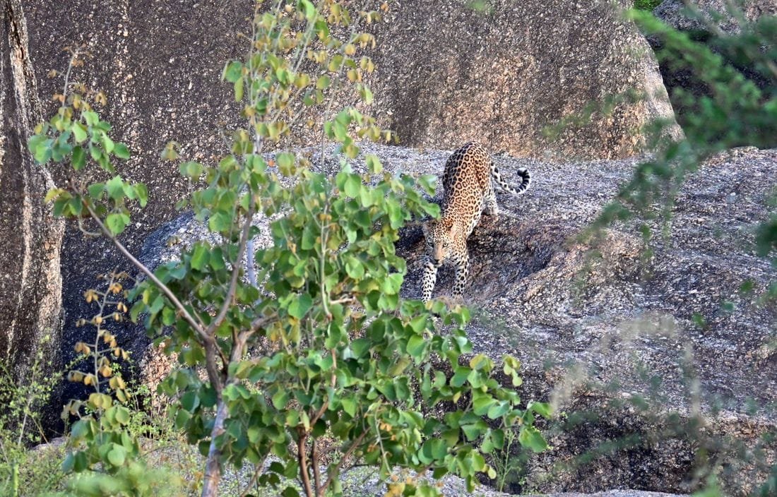 Indian leopard walking down a granite rock slope in the hills of Jawai, Rajasthan