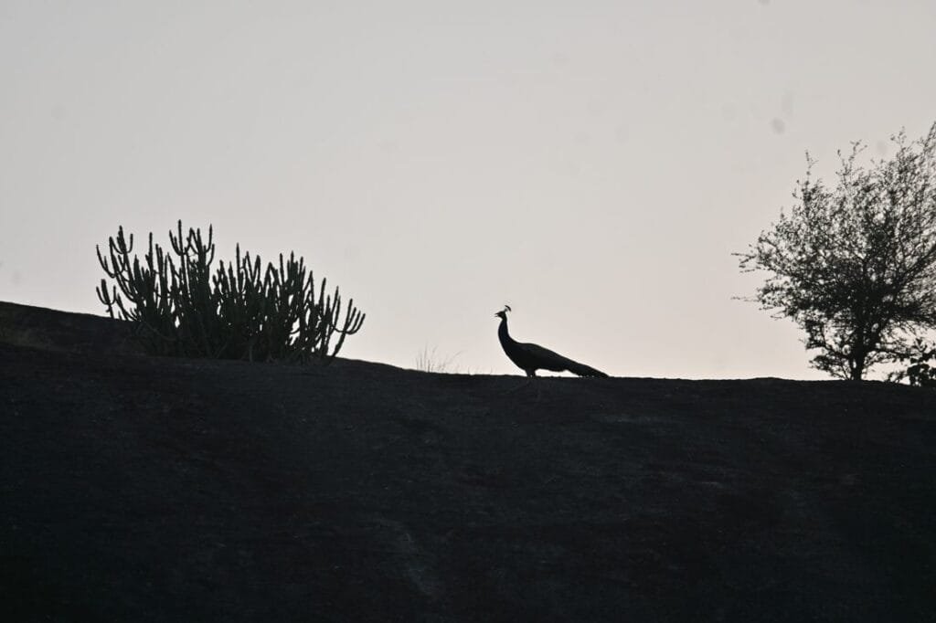 An Indian peacock silhouette on a rocky ridge at dusk at Jawai