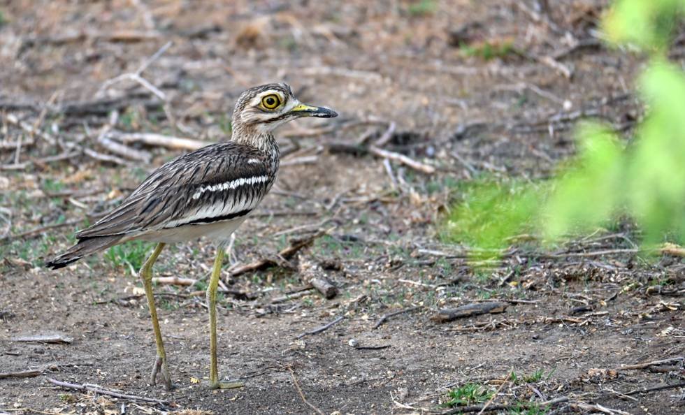 Indian Stone-curlew with large yellow eyes standing on open ground in Jawai