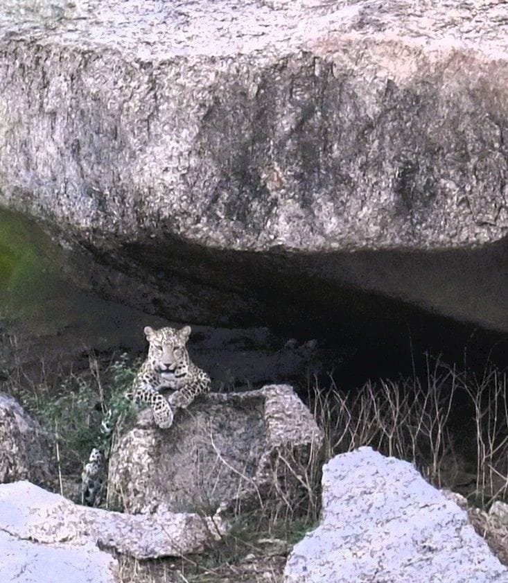 A leopard resting in the shade under a granite boulder at Jawai
