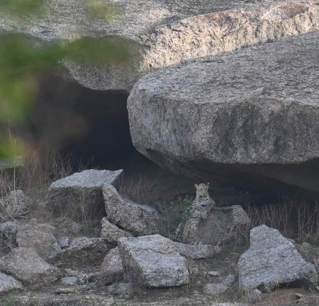 Leopard resting under a balancing boulder seen across the Jawai hill
