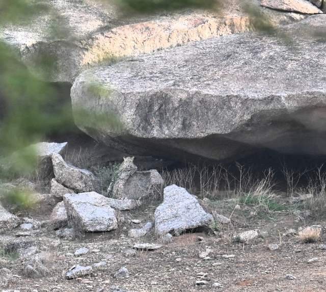Leopard resting under a giant boulder in Jawai