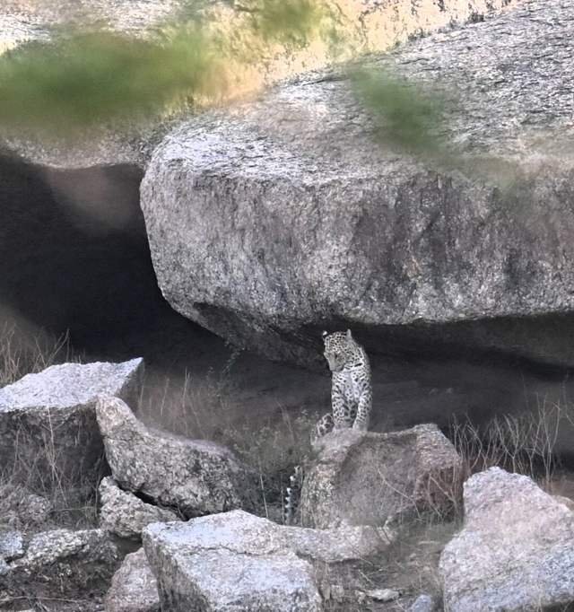 Leopard standing against the rock under a boulder in Jawai