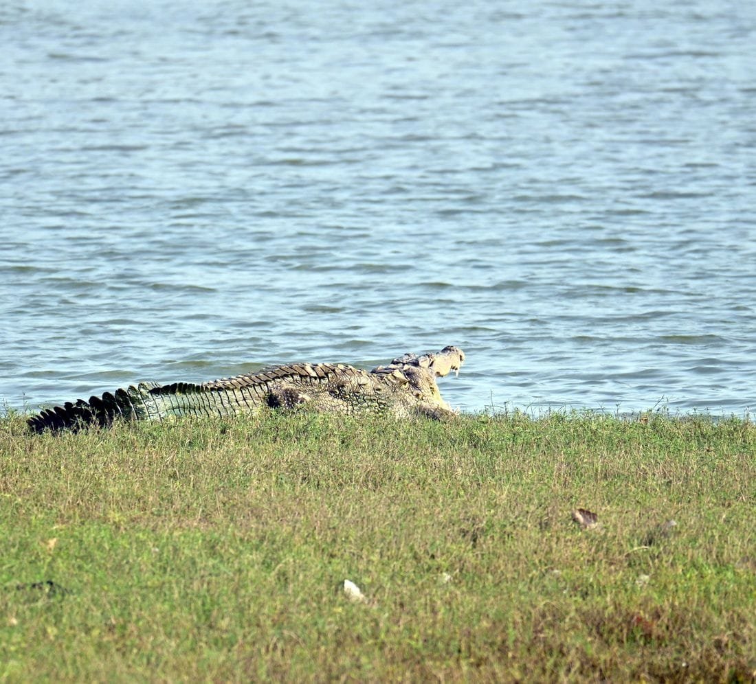 Mugger crocodile at the water's edge at Jawai Bandh with its mouth open