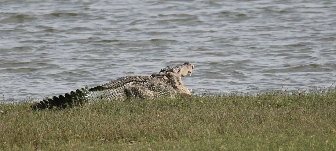 Mugger crocodile basking on a grassy bank at Jawai Bandh with its jaws wide open