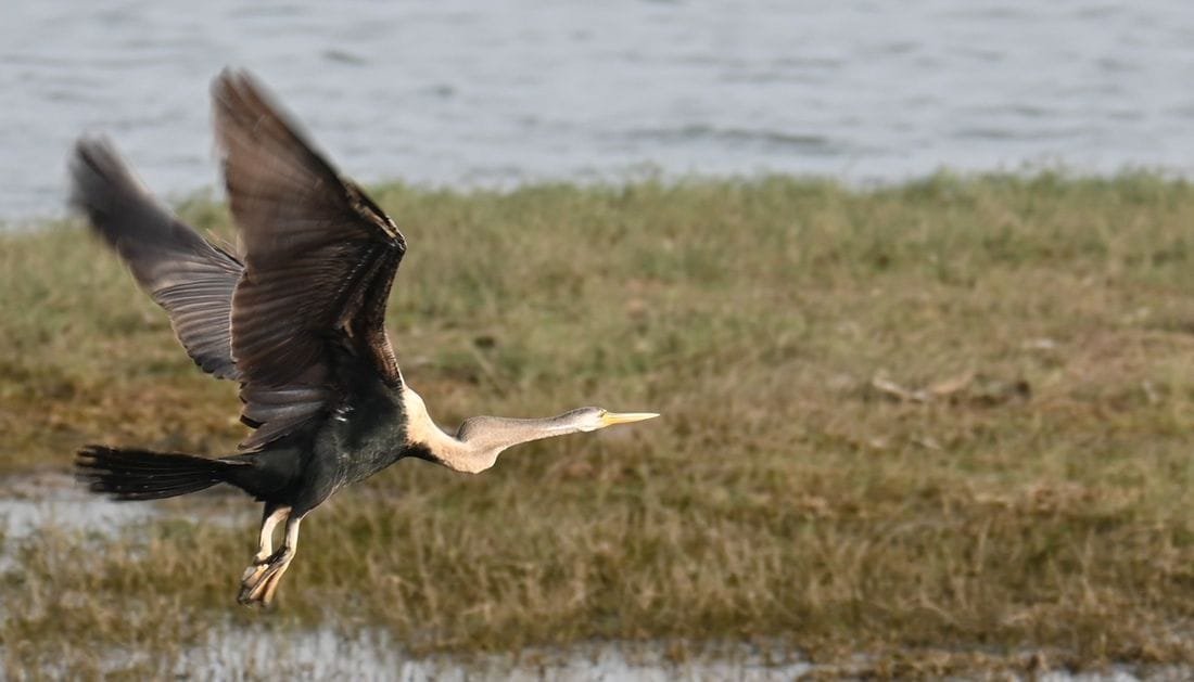 Oriental darter flying low over the wetland at Jawai with its long thin neck and dagger-shaped bill